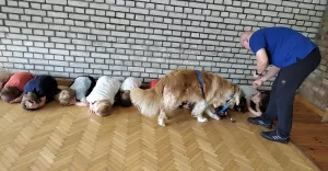 "Pies to przyjaciel, nie zabawka" - zajcia z dogoterapii w przedszkolu nr 3 w Pszczynie