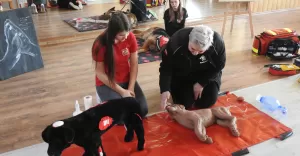 [FOTO] "Pom! Uratuj Psiaka"! Rodzestwo edukuje, jak udzieli pierwszej pomocy psom