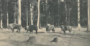 [Historyczne zdjcie] ubry w lasach ksicia pszczyskiego na starej pocztwce