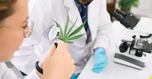 Medyczna marihuana