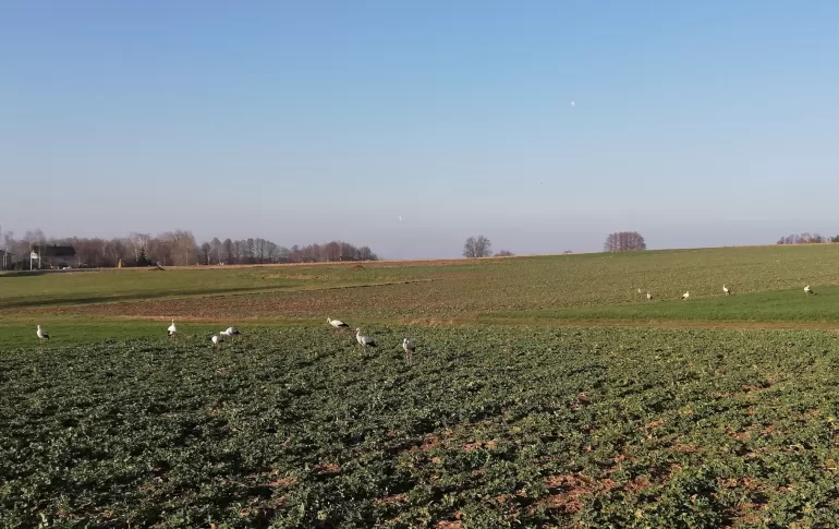 bociany w Porębie