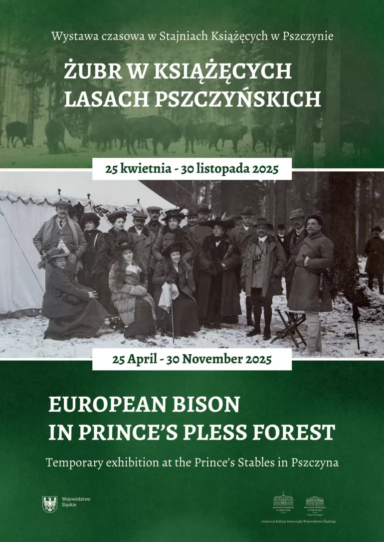 żubr w książęcych lasach