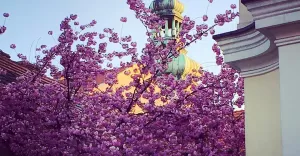 czwartek,popołudnie,pszczyna,kościół,wszystkichświętych,wiosna,turystyka,śląsk,silesia,foto