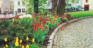 pszczyna,muzeum,zamek,dziedziniec,rynek,turystyka,pless,wiosna,kwiaty,fotodnia,instagram