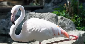 flamingi