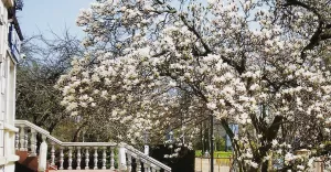 pszczyna,pless,magnolia,wiosna,kamienica,lerchówka,kościuszki,batorego,pszczynafotodnia,fotodnia,