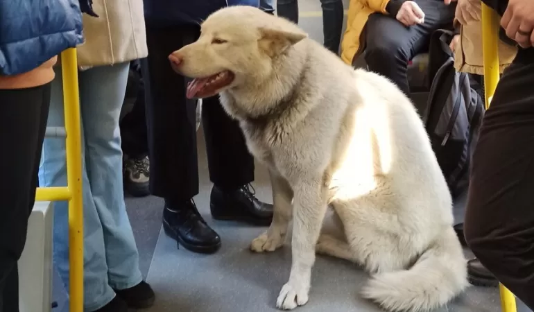 Pies Leon w pociągu Kolei Śląskich