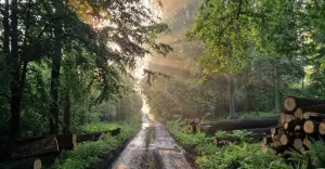 pszczyna,Łąka,pocztówkazpszczyny,wiosna,maj,poranek,wschódsłońca,lovesilesia,lovepless,fotodn