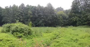 staw, łąka