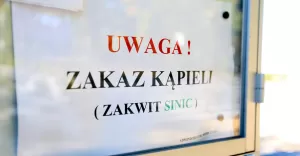 zakaz kąpieli, sinice