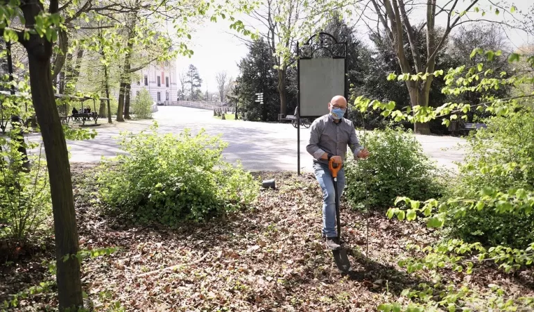 Burmistrz zasadził sadzonki leszczyny w pszczyńskim parku -22.04.2020