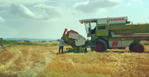 Badanie plonów zbóż oraz rzepaku i rzepiku