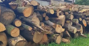 Powiatowy Zarząd Dróg Sprzedaje drewno pochodzące z wiatrołomów