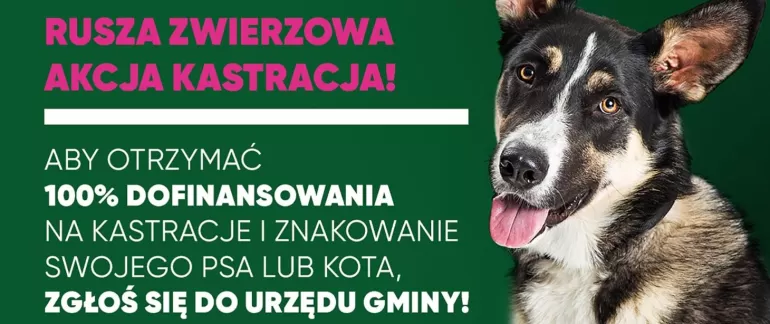 Ruszyła Akcja Kastracja na terenie Gminy Kobiór