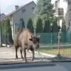 [WIDEO] Żubrzyca uciekła z rezerwatu w Jankowicach. Została złapana w Bojszowach
