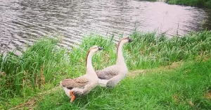 pszczyna,park,gęsi,muzeumzamkowe,eiskeller,fotodnia,instagram