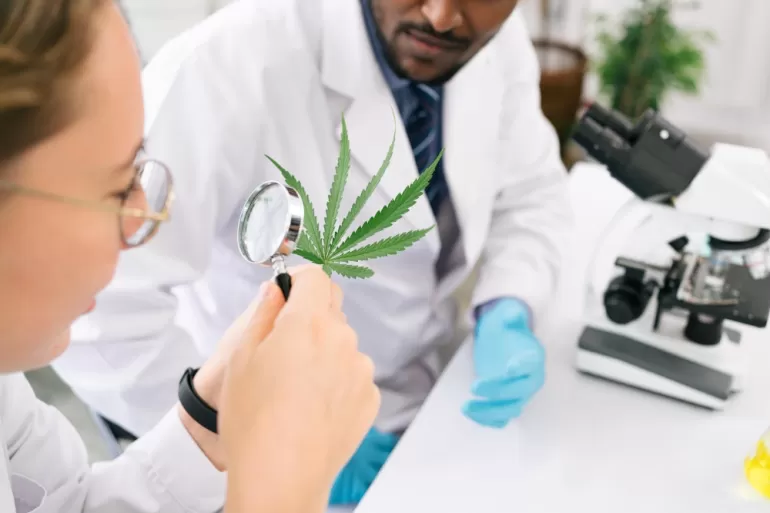 Medyczna marihuana