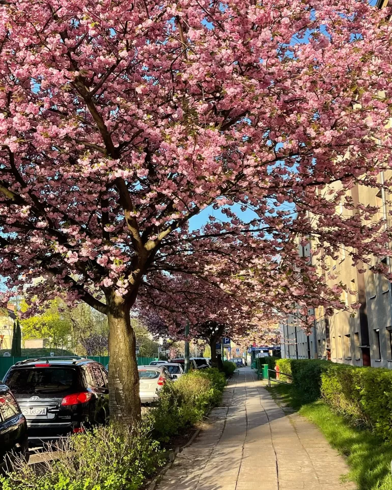 Pszczyna,wiosna,kwiecień,fotodnia,instagram
