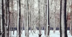 pszczyna,pless,zima❄️,zagrodazubrow,jeleń,jelonek,śląsk,silesia,lovesilesia,fotodnia,instagr