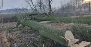 W Jankowicach przy ul. Wielodroga wycięto stare dęby