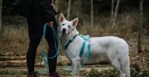 szelki guard nova series i smycz przepinana turkus