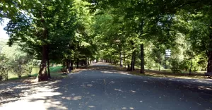 aleja,park zamkowy,ścieżka,chodnik