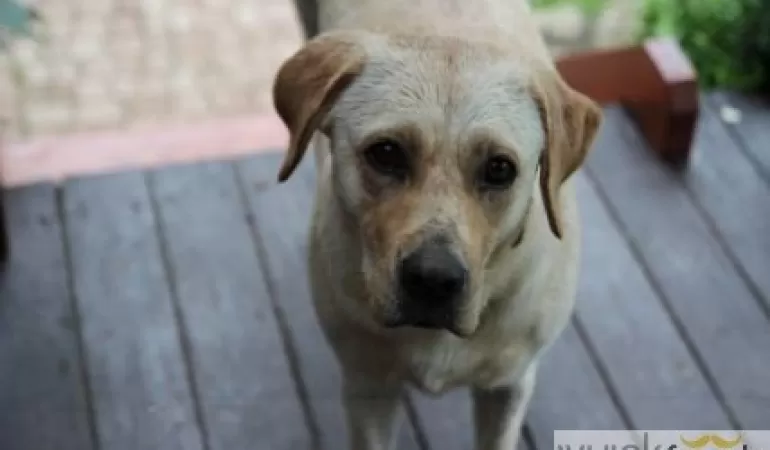 Labrador