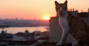 Kedi - sekretne życie kotów