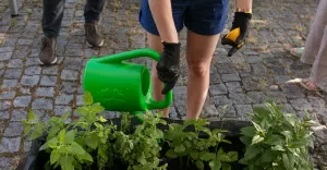 Zegrōdka w kastlikach