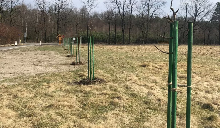 Nowe zasadzenia zastępcze drzew przy ul. Pogodnej