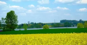 wislawielka,leśna,sciezkarowerowa,rower,turystyka,przyroda,zbiornik,łąka,rzepak,fotodnia,instagr