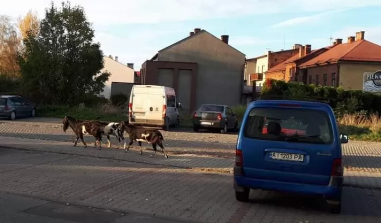 Uwaga! Straż Miejska poszukuje właściciela kóz!