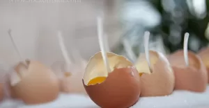 Planeta Smaku