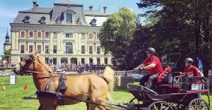 niedziela,południe,park,majówka,konna,daisydays,ogrodydaisy,koń,konie,fotodnia,instagram