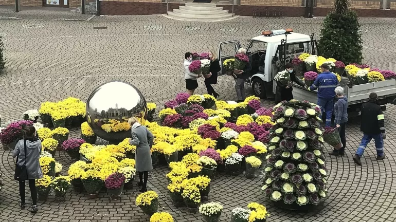 Chryzantemy przy urzędzie gminy w Pawłowicach - 9.11.2020