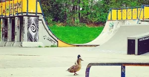 skate,kaczki,niedziela,pszczyna,skatepark,sport,rekreacja,pszczynafotodnia,fotodnia,instagram
