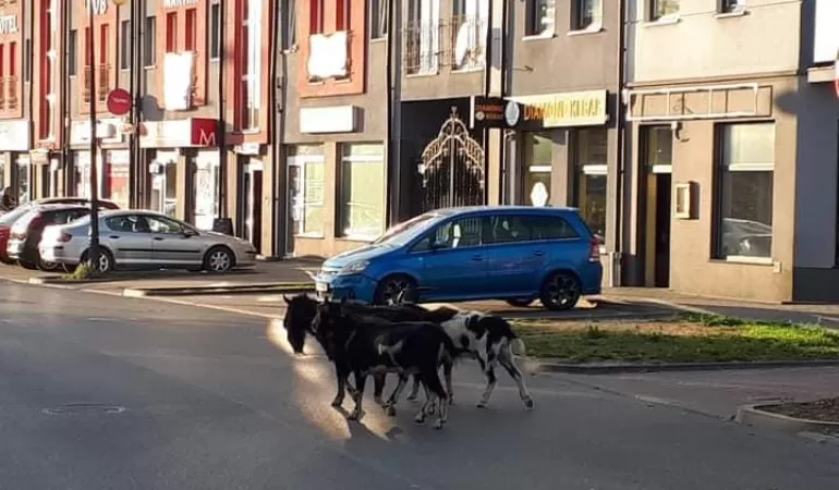 Uwaga! Straż Miejska poszukuje właściciela kóz!