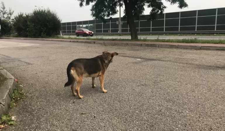 Zagubiony pies przy krajowej jedynce - 10.07.2018