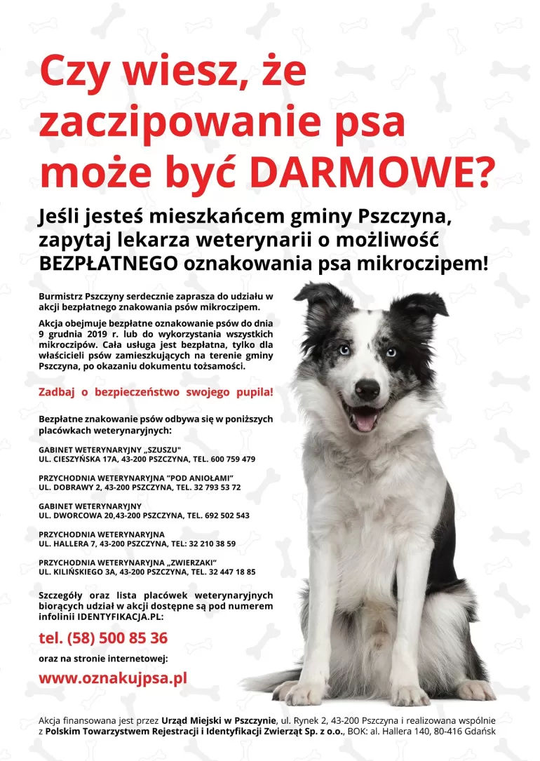 czipowanie psów