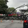 [FOTO] O krok od tragedii na Dworcowej. Drzewo przewróciło się na samochód