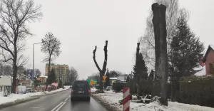 Wycinka drzew wzdłuż ulicy Cieszyńskiej - 17.02.2021