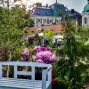 Pszczyna ponownie stanie się stolicą ogrodów! Program Daisy Days 2025
