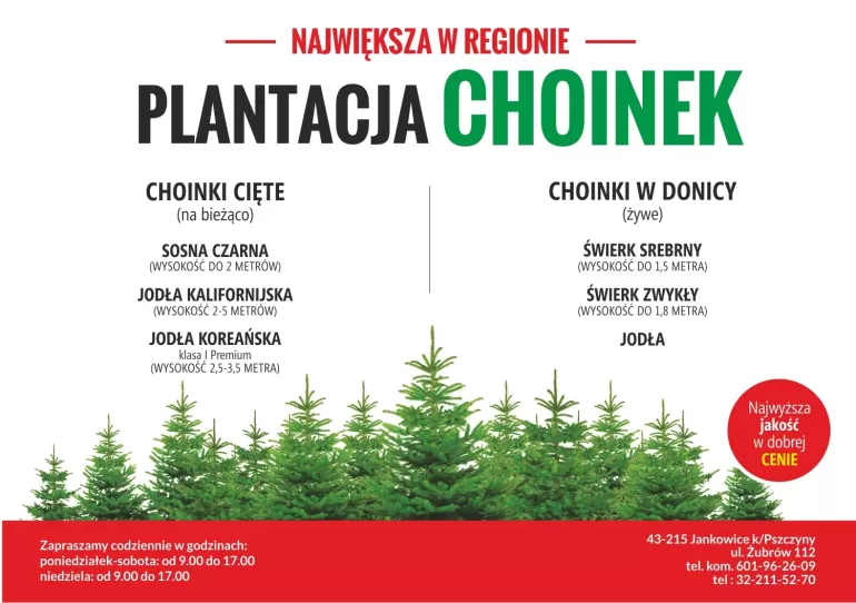 plantacja choinek w Jankowicach
