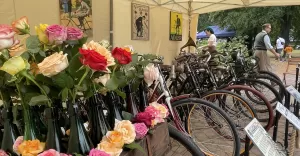 [WIDEO, FOTO] Festiwal Róż: pokaz mody i rowerów, kwiaty, koncerty