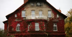 pszczyna,kamienica,jesien,bluszcz,pazdziernik,13października,piatek,silesia,lovesilesia,fotodnia,i