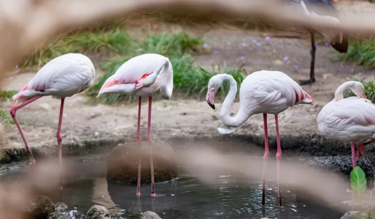flamingi