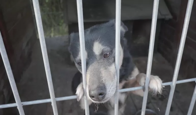 psy oczekujące na adopcję, schronisko