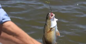 wędkarstwo, wędkarz , ryba