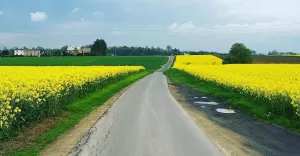 środa,popołudnie,łąka,droga,wiejska,pole,rzepak,polerzepakowe,pszczyna,fotodnia,instagram