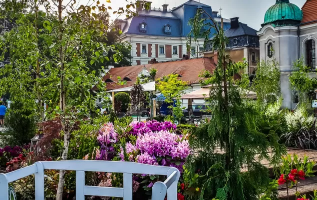 Pszczyna ponownie stanie się stolicą ogrodów! Program Daisy Days 2025